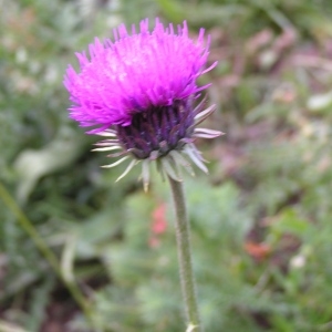 Carduus defloratus n-subsp. medius (Gouan) Bonnier (Chardon intermédiaire)