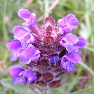 Prunella vulgaris subsp. grandiflora (L.) Bonnier & Layens (Brunelle à grandes fleurs)