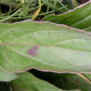 Photographie n°106114 du taxon Prunella grandiflora (L.) Schöller [1775]
