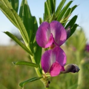 Photographie n°106119 du taxon Vicia sativa L. [1753]