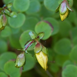 Photographie n°106137 du taxon Hypericum nummularium L. [1753]