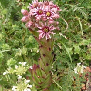 Photographie n°106146 du taxon Sempervivum tectorum L.