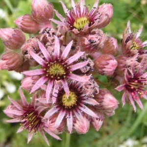 Photographie n°106147 du taxon Sempervivum tectorum L.