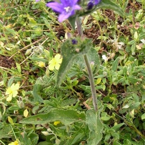 Photographie n°106150 du taxon Campanula glomerata subsp. glomerata