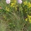  Alain Bigou - Armeria arenaria subsp. arenaria