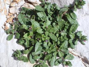 Genevieve Botti, le 28 février 2013 (Marseille (Callelongue))