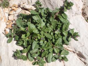 Genevieve Botti, le 28 février 2013 (Marseille (Callelongue))