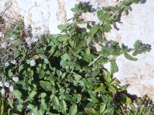 Genevieve Botti, le 28 février 2013 (Marseille (Callelongue))