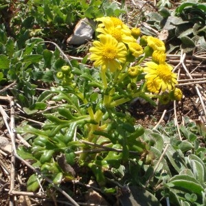 Photographie n°106175 du taxon Senecio leucanthemifolius subsp. crassifolius (Willd.) Ball [1878]