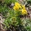  Genevieve Botti - Senecio leucanthemifolius subsp. crassifolius (Willd.) Ball [1878]