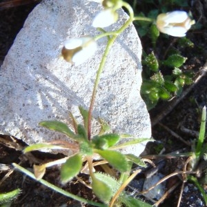 Photographie n°106177 du taxon Erophila verna subsp. verna