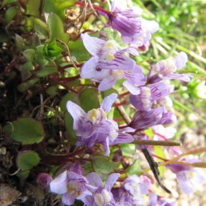 Photographie n°106227 du taxon Cymbalaria muralis f. muralis