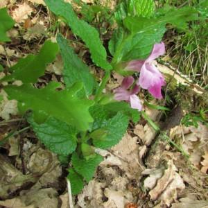 Photographie n°106237 du taxon Melittis melissophyllum L.