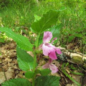 Photographie n°106239 du taxon Melittis melissophyllum L.