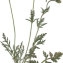  Claire Rigoulat - Papaver argemone subsp. argemone