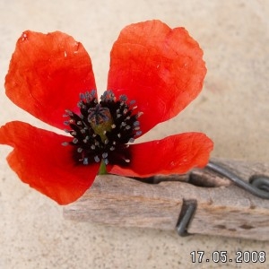 Papaver argemone L. subsp. argemone (Coquelicot argémone)