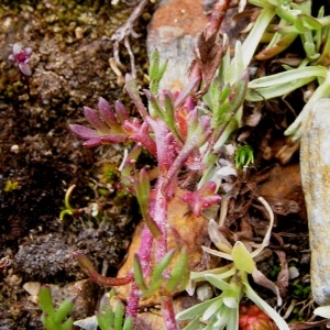 Photographie n°106259 du taxon Leucanthemopsis alpina var. alpina
