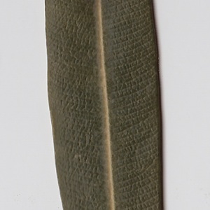 Photographie n°106290 du taxon Nerium oleander L. [1753]