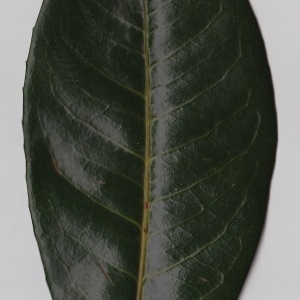 Photographie n°106296 du taxon Prunus laurocerasus L. [1753]