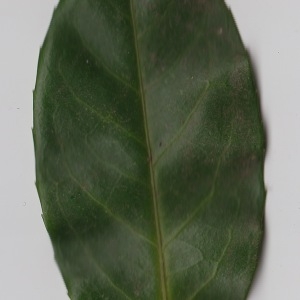 Photographie n°106297 du taxon Prunus laurocerasus L. [1753]