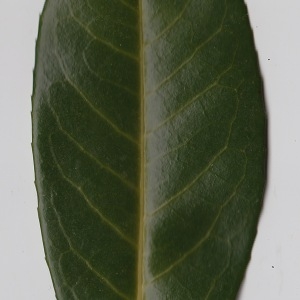 Photographie n°106300 du taxon Prunus laurocerasus L. [1753]