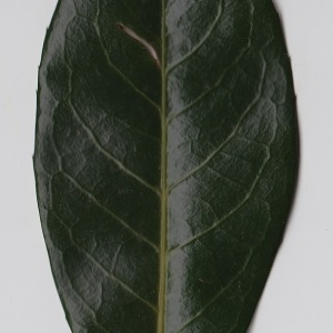 Photographie n°106303 du taxon Prunus laurocerasus L. [1753]
