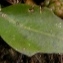  Alain Bigou - Arabis soyeri subsp. subcoriacea (Gren.) Breistr. [1947]