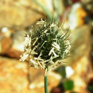 Alopecurus gerardi Vill. (Vulpin de Gérard)