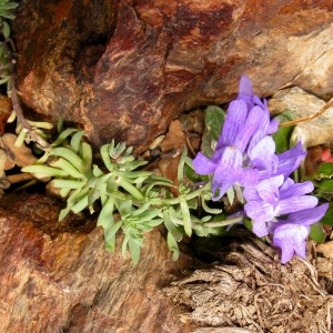 Photographie n°106317 du taxon Linaria alpina subsp. aciculifolia Braun-Blanq. [1945]