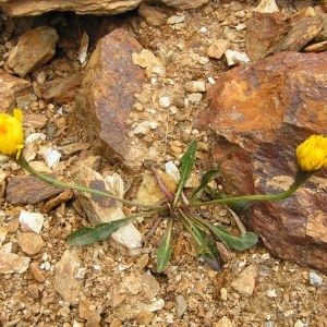 Photographie n°106330 du taxon Scorzoneroides pyrenaica var. pyrenaica 