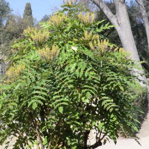 Photographie n°106362 du taxon Mahonia japonica (Thunb.) DC. [1821]