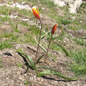 Photographie n°106547 du taxon Tulipa sylvestris L. [1753]