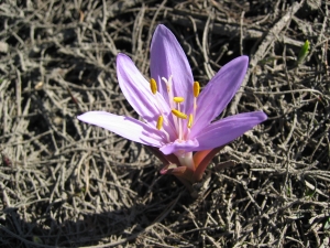 Madeleine Sarran, le 10 mai 2005 (Enchastrayes (Le Sauze))