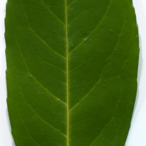 Photographie n°106554 du taxon Prunus laurocerasus L. [1753]