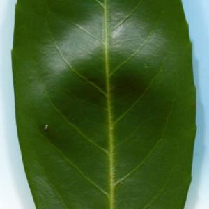 Photographie n°106561 du taxon Prunus laurocerasus L. [1753]