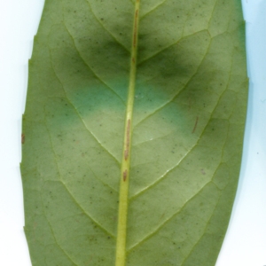 Photographie n°106562 du taxon Prunus laurocerasus L. [1753]