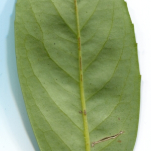 Photographie n°106564 du taxon Prunus laurocerasus L. [1753]