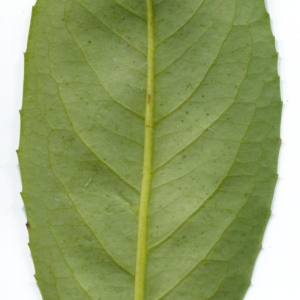 Photographie n°106566 du taxon Prunus laurocerasus L. [1753]