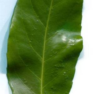 Photographie n°106575 du taxon Prunus laurocerasus L. [1753]