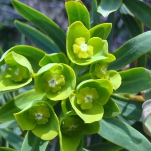 Photographie n°106584 du taxon Euphorbia dendroides L. [1753]
