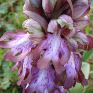 Photographie n°106592 du taxon Himantoglossum robertianum (Loisel.) P.Delforge [1999]