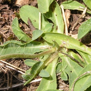 Photographie n°106602 du taxon Hieracium pilosella subsp. pilosella