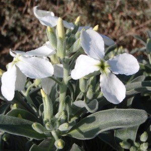 Photographie n°106606 du taxon Matthiola incana (L.) R.Br. [1812]