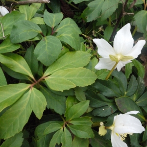 Photographie n°106646 du taxon Helleborus niger L. [1753]