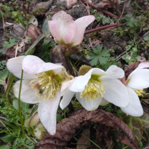 Photographie n°106651 du taxon Helleborus niger L. [1753]