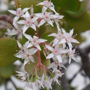 Photographie n°106695 du taxon Crassula L. [1753]