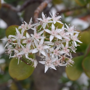 Photographie n°106696 du taxon Crassula L. [1753]