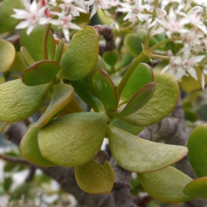 Photographie n°106698 du taxon Crassula L. [1753]