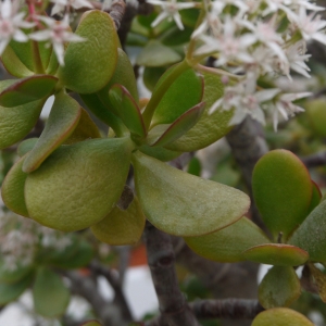 Photographie n°106699 du taxon Crassula L. [1753]