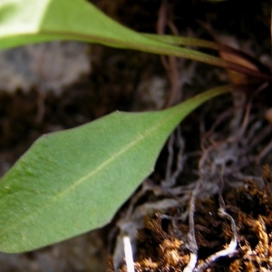 Photographie n°106724 du taxon Scorzoneroides pyrenaica var. pyrenaica 